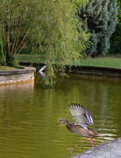 Duck in Gradina Botanica Bucharest