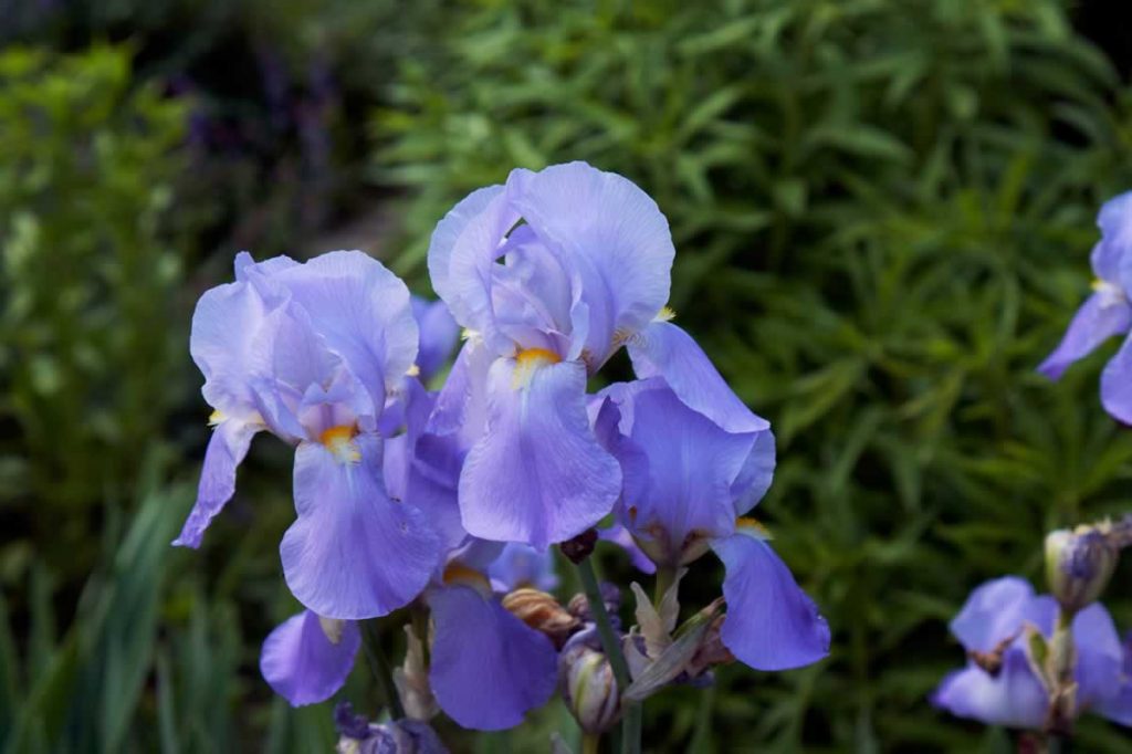Irises in Bucharest Botanical Garden