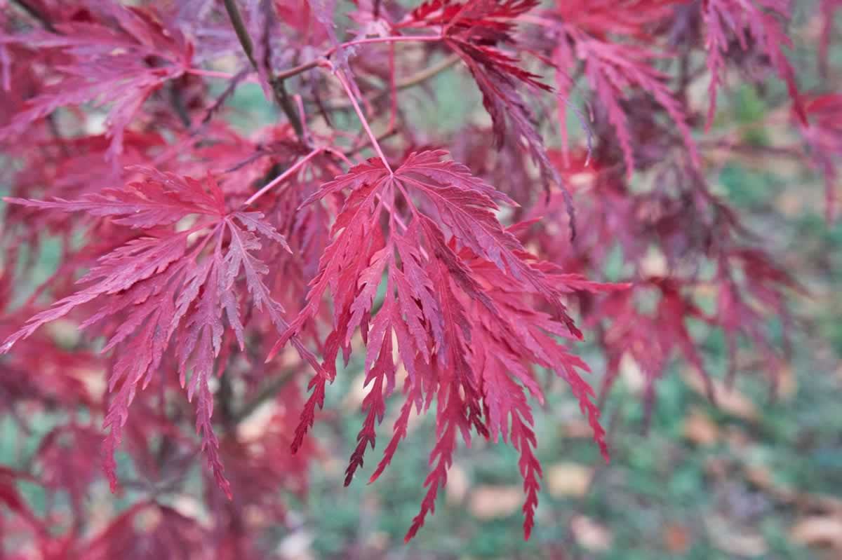 Colorful leaves in Bucharest Botanical Garden
