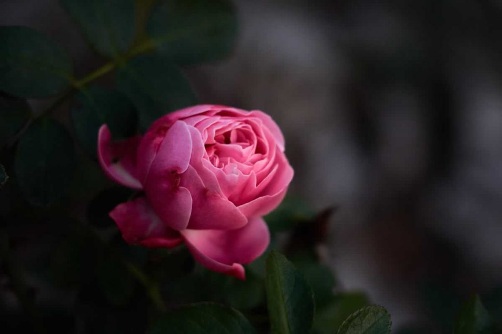 Pink Rose in Bucharest Botanical Garden